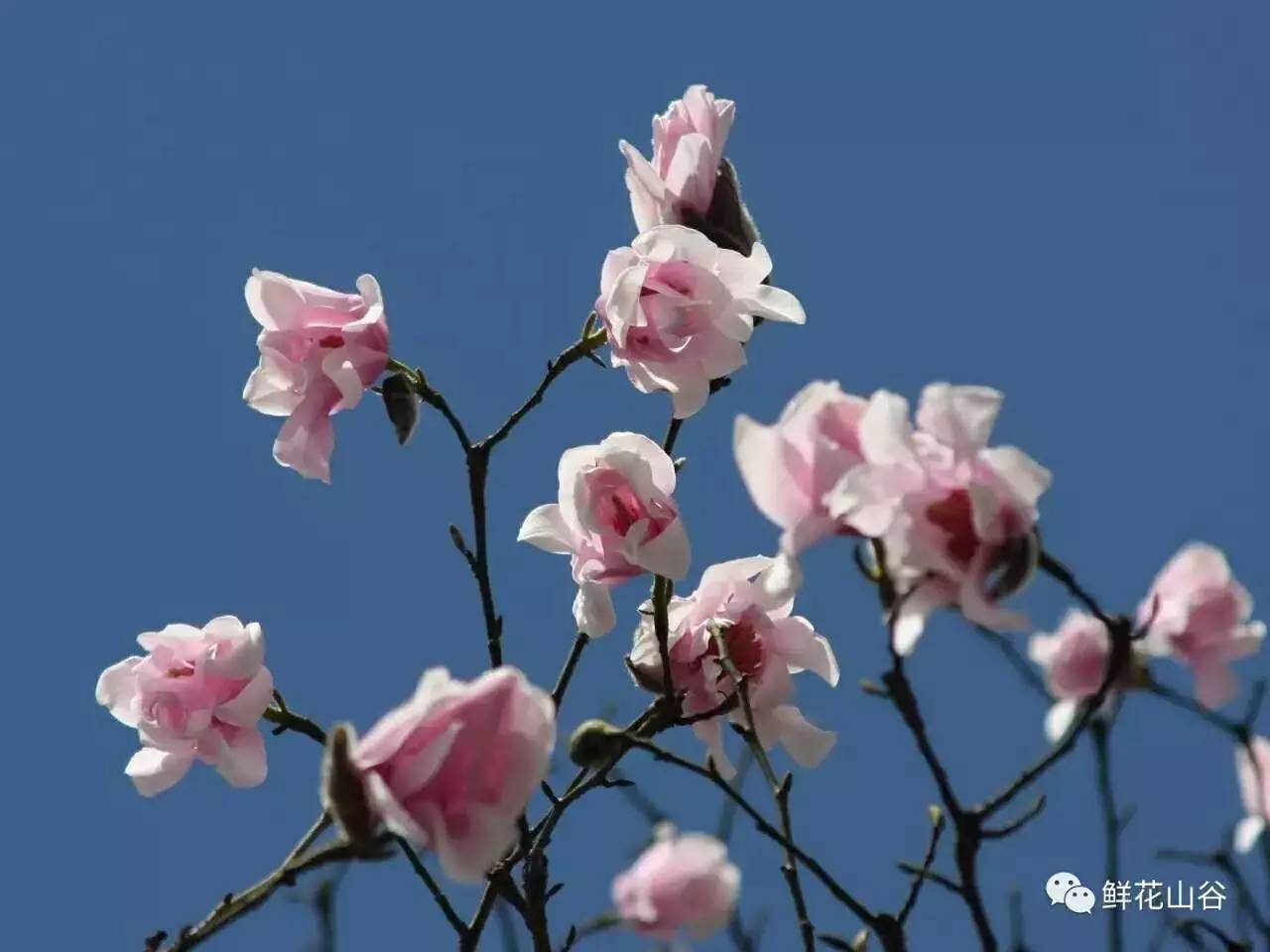 五月相约看蓝色花海,五月相约昆明蓝花楹花海