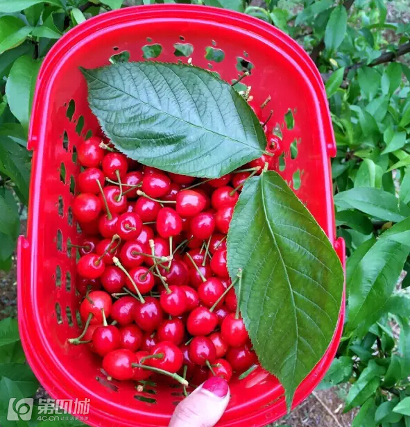 成都龙泉樱桃采摘地点附近,成都樱桃枇杷都能摘的地方