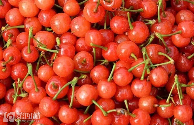 成都龙泉樱桃采摘地点附近,成都樱桃枇杷都能摘的地方