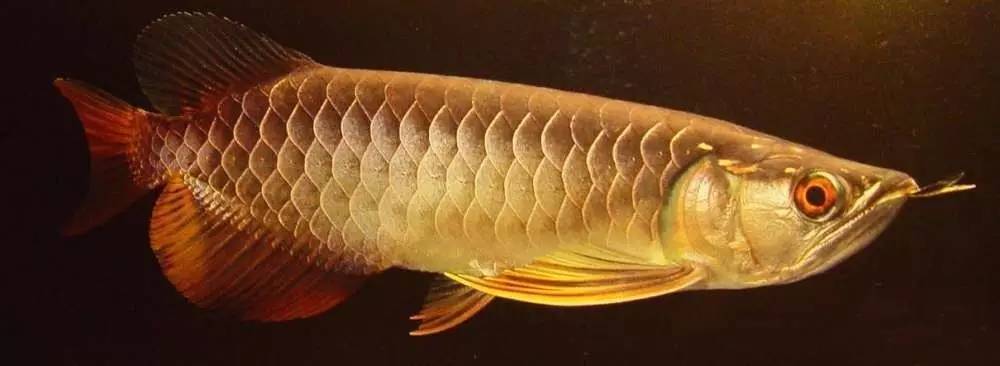 b级过背金龙一般价格多少,顶级蓝底过背金龙欣赏