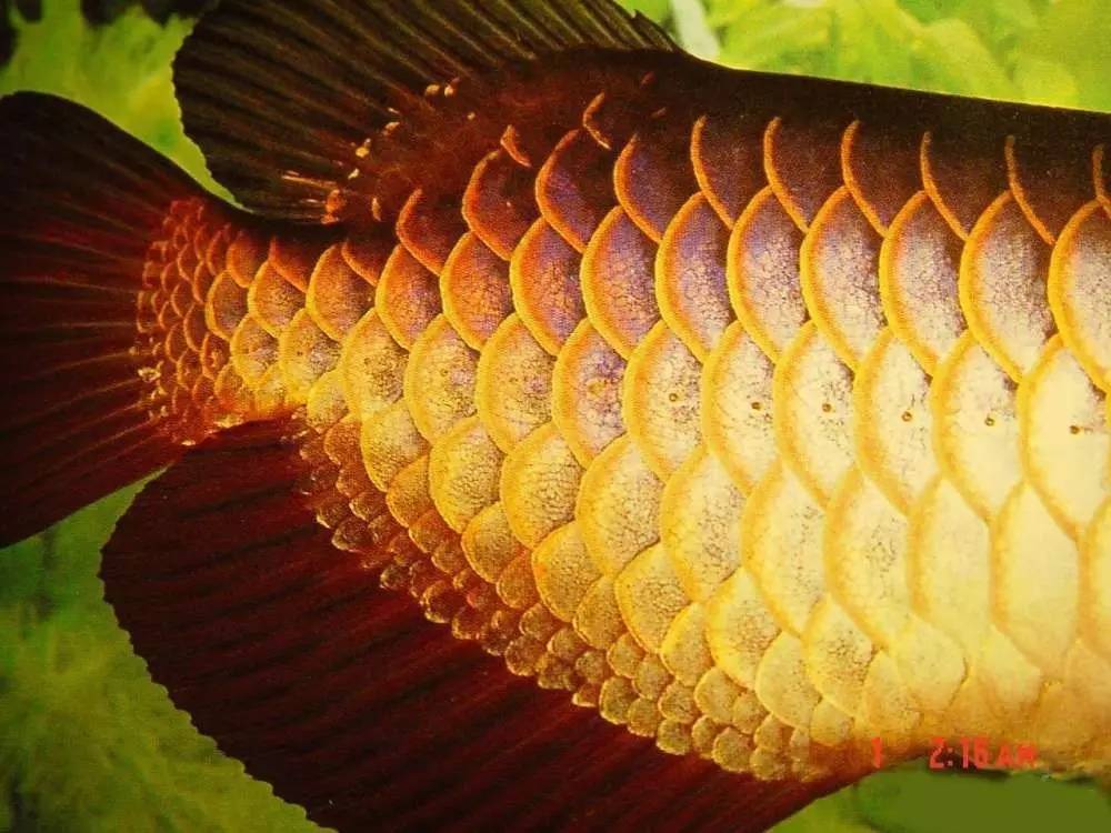 b级过背金龙一般价格多少,顶级蓝底过背金龙欣赏