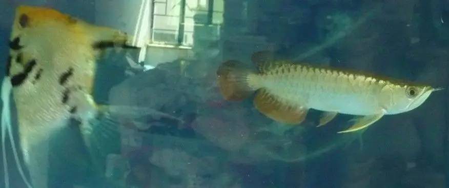 b级过背金龙一般价格多少,顶级蓝底过背金龙欣赏