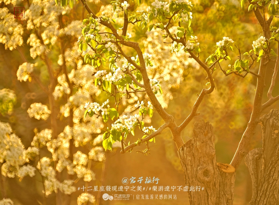 闾山四月梨花似海,源于大朝阳梨花老祖