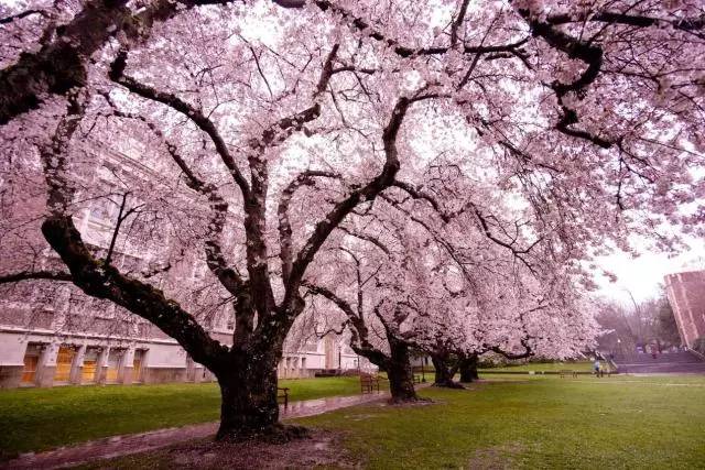 50八卦丨西雅图:甜美浪漫不夜城