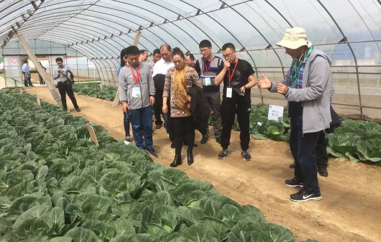 先正达24大蔬菜新品种,先正达蔬菜新品种