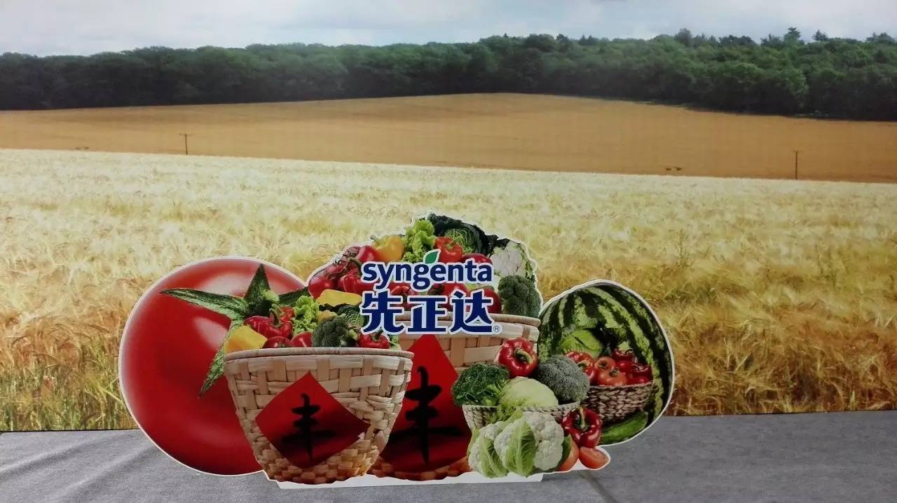 先正达24大蔬菜新品种,先正达蔬菜新品种