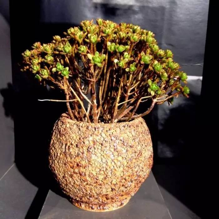 乌木多肉叶片化水了咋办,扦插多肉叶片化水了怎么办