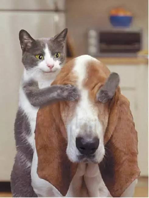 宠物去毛梳测评,猫毛梳测评真实