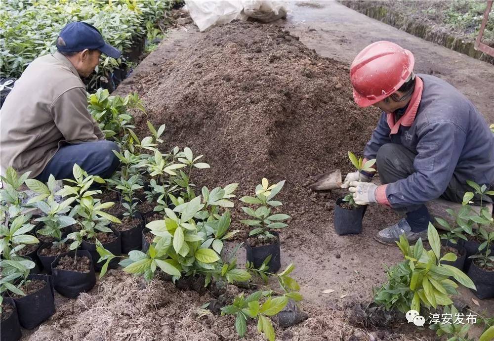 厉害了！淳安这个团队曾破解多个世界性难题，“五一”前又拿到国家级荣誉