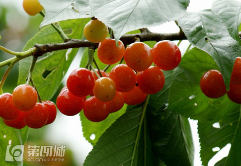 成都龙泉樱桃采摘地点附近,成都樱桃枇杷都能摘的地方