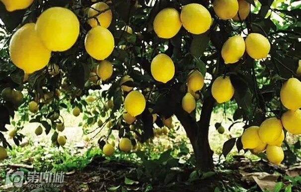 成都龙泉樱桃采摘地点附近,成都樱桃枇杷都能摘的地方