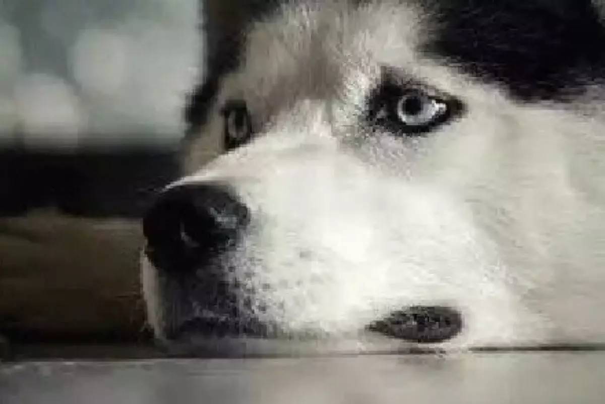 养狗去哪里领养比较好,养狗到底是养公还是养母的好