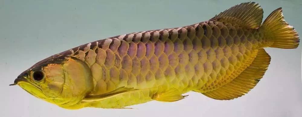 b级过背金龙一般价格多少,顶级蓝底过背金龙欣赏