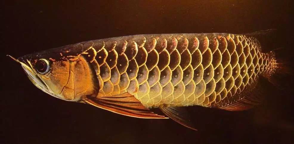 b级过背金龙一般价格多少,顶级蓝底过背金龙欣赏