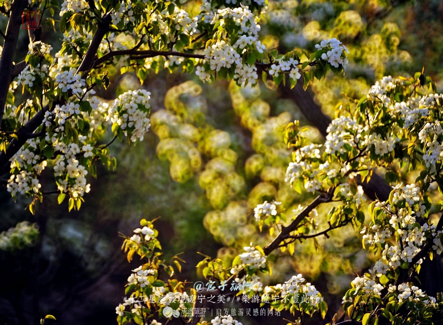 闾山四月梨花似海,源于大朝阳梨花老祖