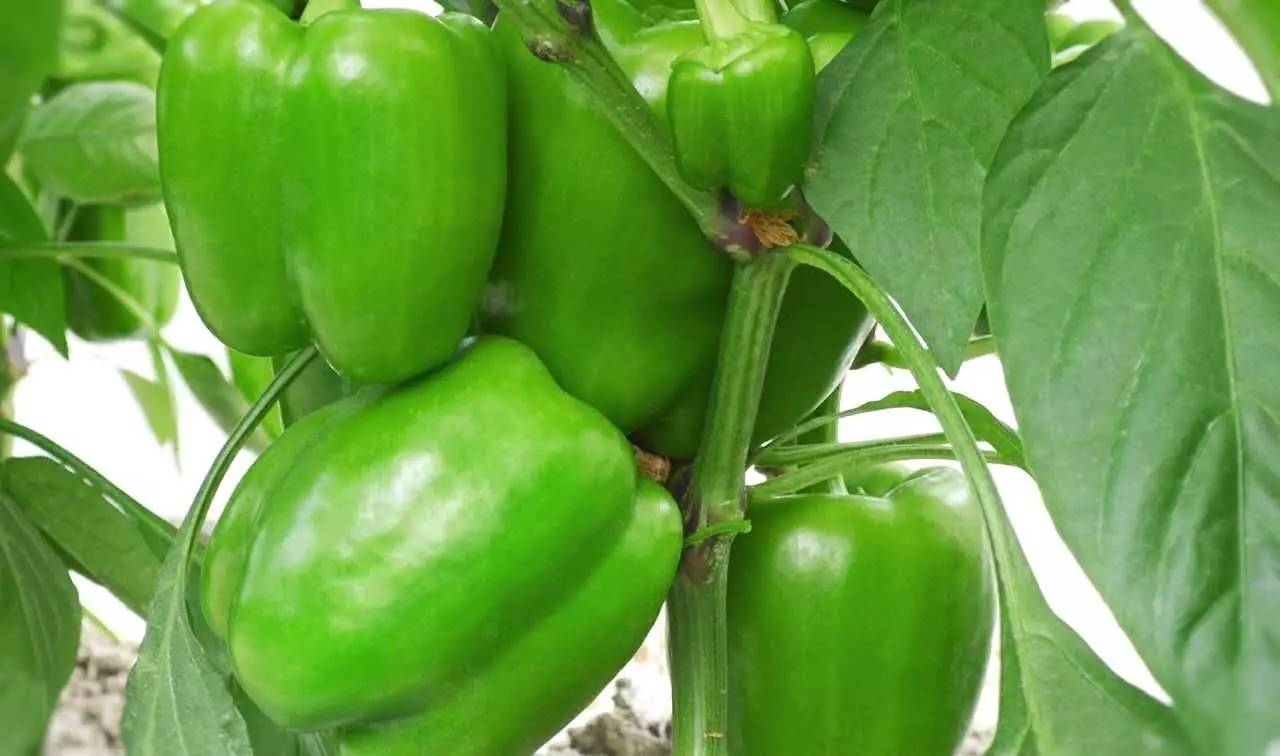 先正达24大蔬菜新品种,先正达蔬菜新品种