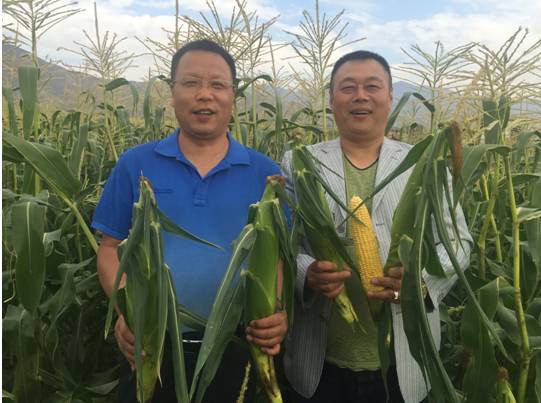 先正达24大蔬菜新品种,先正达蔬菜新品种