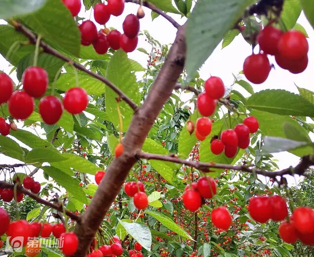 成都龙泉樱桃采摘地点附近,成都樱桃枇杷都能摘的地方