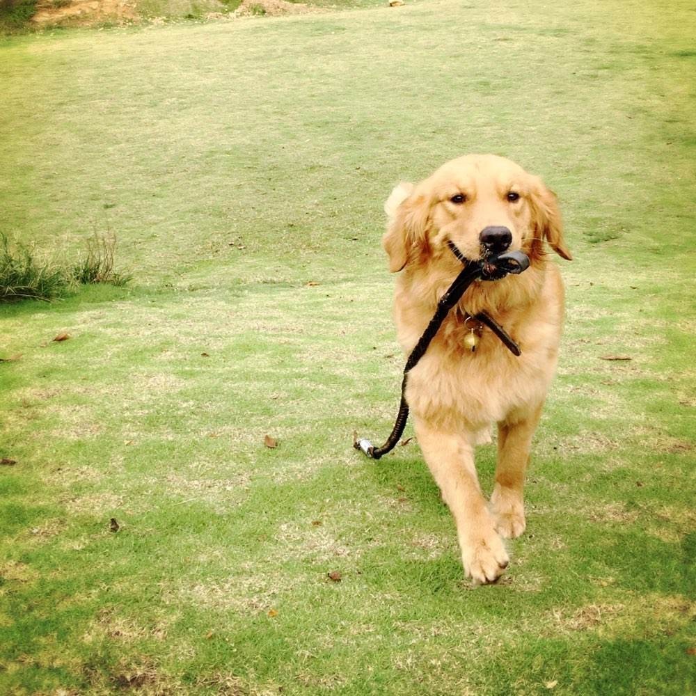 养狗去哪里领养比较好,养狗到底是养公还是养母的好