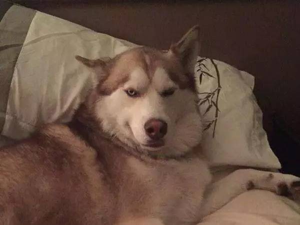 养狗去哪里领养比较好,养狗到底是养公还是养母的好