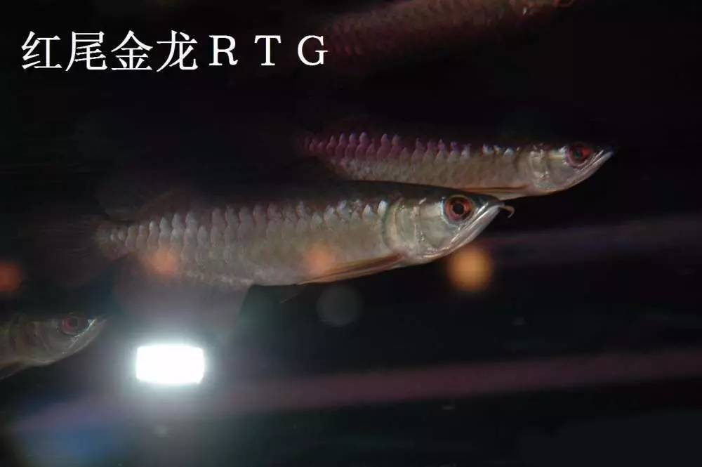 b级过背金龙一般价格多少,顶级蓝底过背金龙欣赏