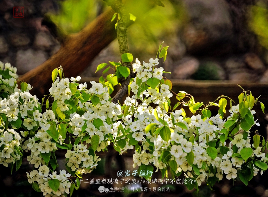 闾山四月梨花似海,源于大朝阳梨花老祖