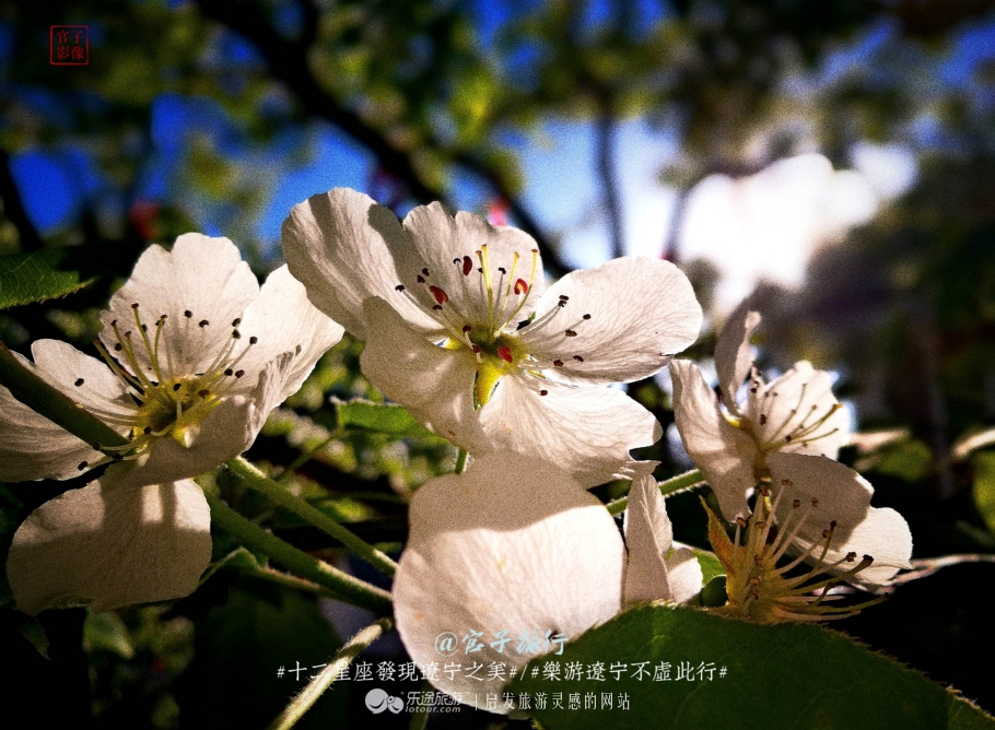 闾山四月梨花似海,源于大朝阳梨花老祖