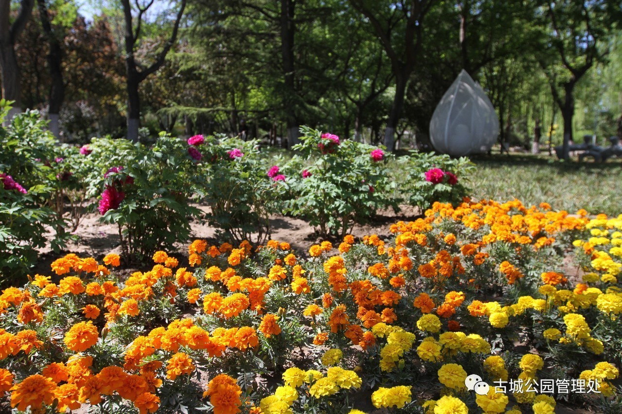 北京石景山国际雕塑公园开放了吗,石景山城市绿雕翻新
