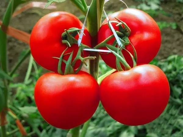 先正达24大蔬菜新品种,先正达蔬菜新品种