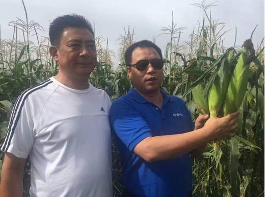 先正达24大蔬菜新品种,先正达蔬菜新品种