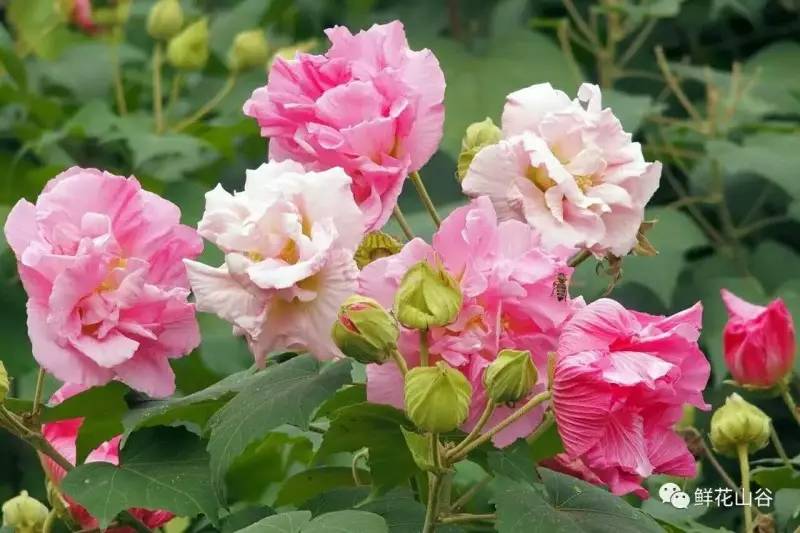 五月相约看蓝色花海,五月相约昆明蓝花楹花海