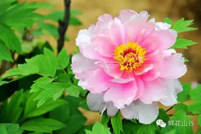 五月相约看蓝色花海,五月相约昆明蓝花楹花海