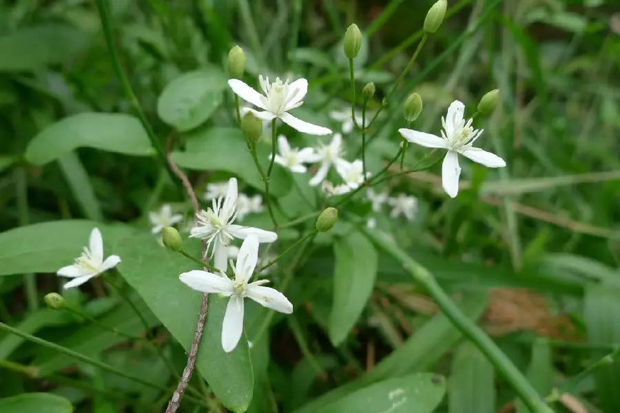 五月相约看蓝色花海,五月相约昆明蓝花楹花海