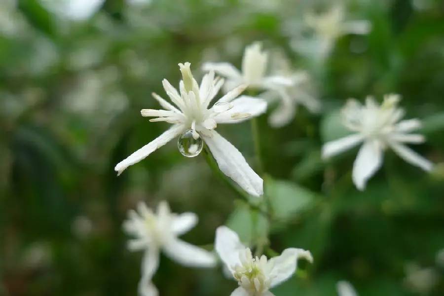 五月相约看蓝色花海,五月相约昆明蓝花楹花海