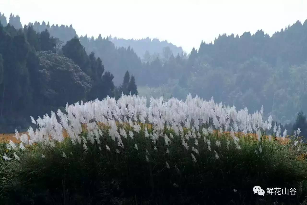 五月相约看蓝色花海,五月相约昆明蓝花楹花海