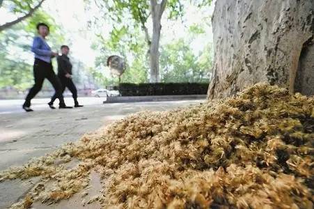 南京人被毛絮絮害惨了，今天给你一剂解药！