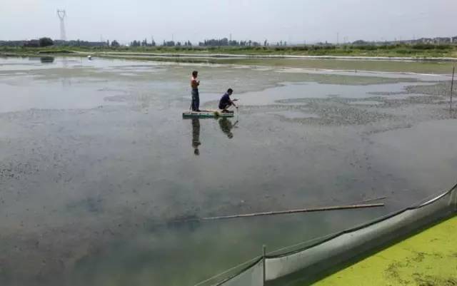 远离水域的注意事项,河蟹水瘪子病的预防和治疗