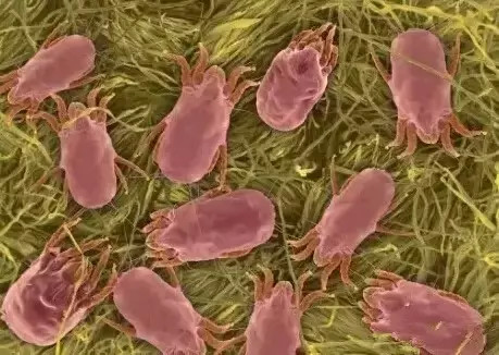 小一点的螨虫怎么消除,小螨虫最怕什么药