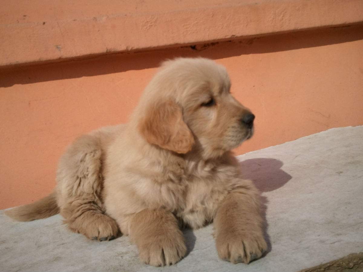 养狗去哪里领养比较好,养狗到底是养公还是养母的好