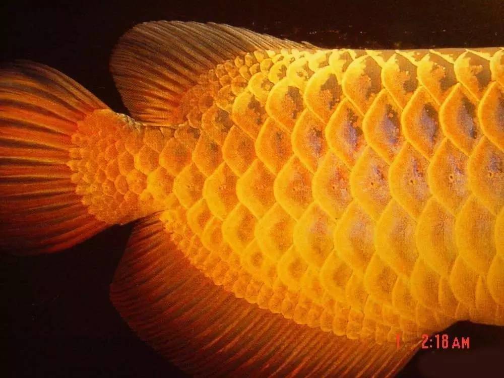 b级过背金龙一般价格多少,顶级蓝底过背金龙欣赏