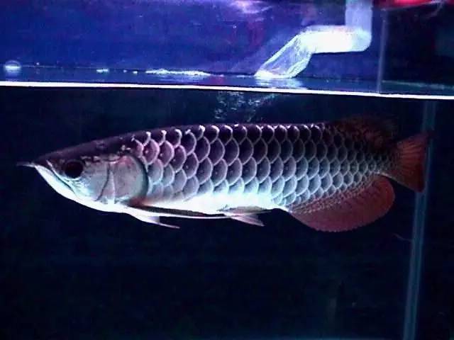 b级过背金龙一般价格多少,顶级蓝底过背金龙欣赏