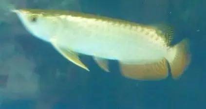 b级过背金龙一般价格多少,顶级蓝底过背金龙欣赏