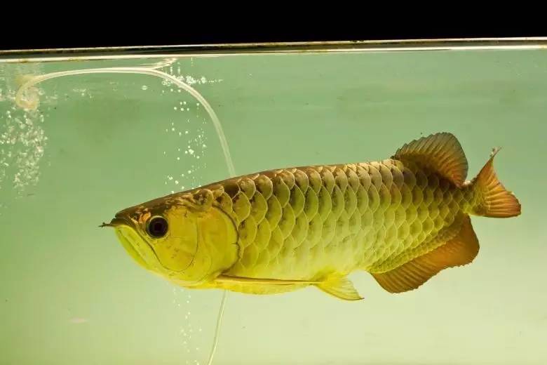 b级过背金龙一般价格多少,顶级蓝底过背金龙欣赏