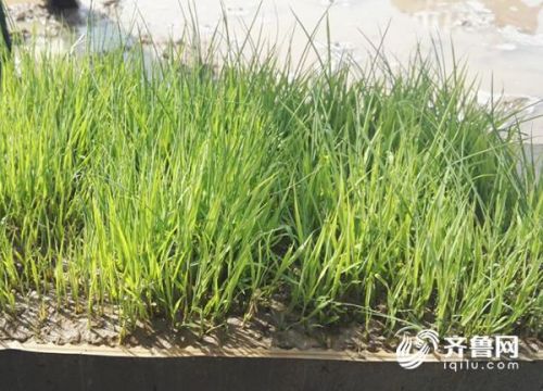 众筹两千多万，“袁米”怎么做到的？为你揭秘背后的故事