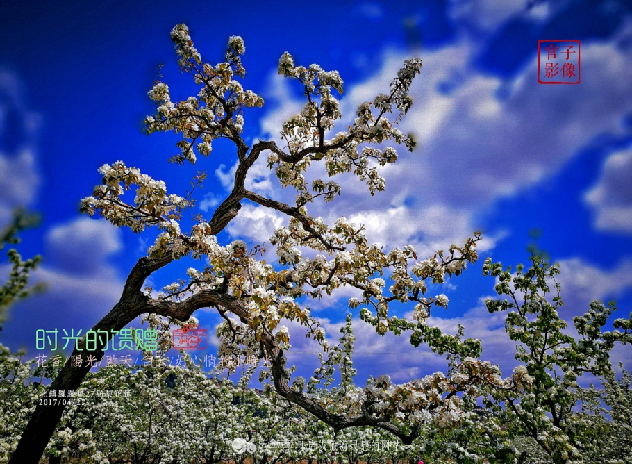 闾山四月梨花似海,源于大朝阳梨花老祖