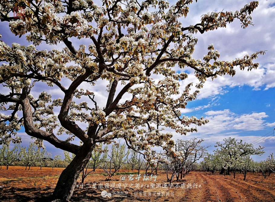 闾山四月梨花似海,源于大朝阳梨花老祖