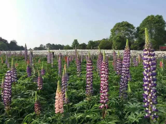 成都去石象湖的游玩攻略,成都石象湖门票哪个月去最佳