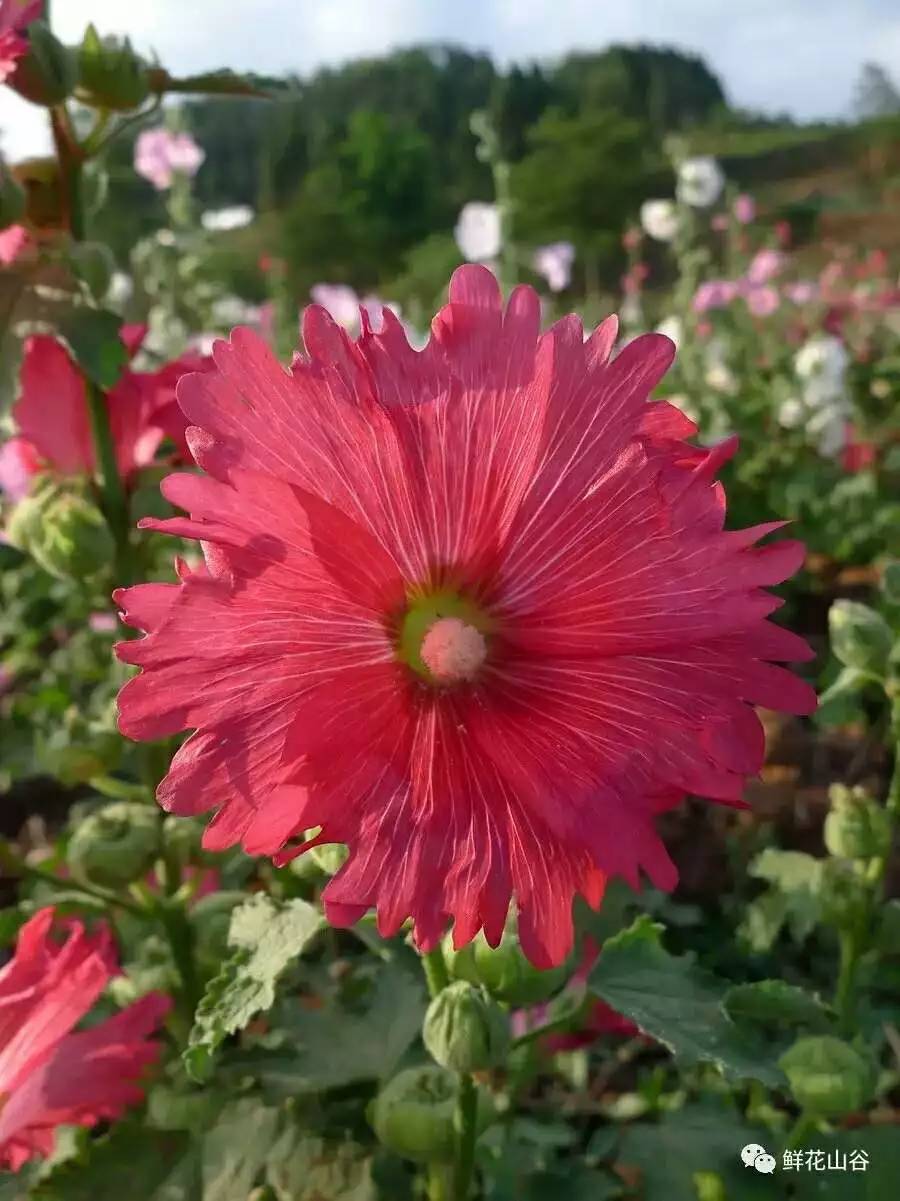 五月相约看蓝色花海,五月相约昆明蓝花楹花海
