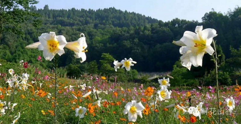 五月相约看蓝色花海,五月相约昆明蓝花楹花海