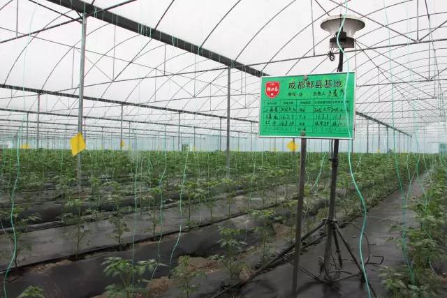 城事｜小作物+大数据湖西岛有机农庄构筑农业创新“最强大脑”